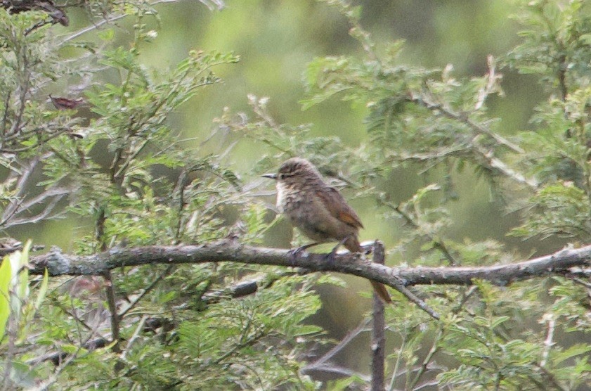 Streak-backed Canastero - ML645916722