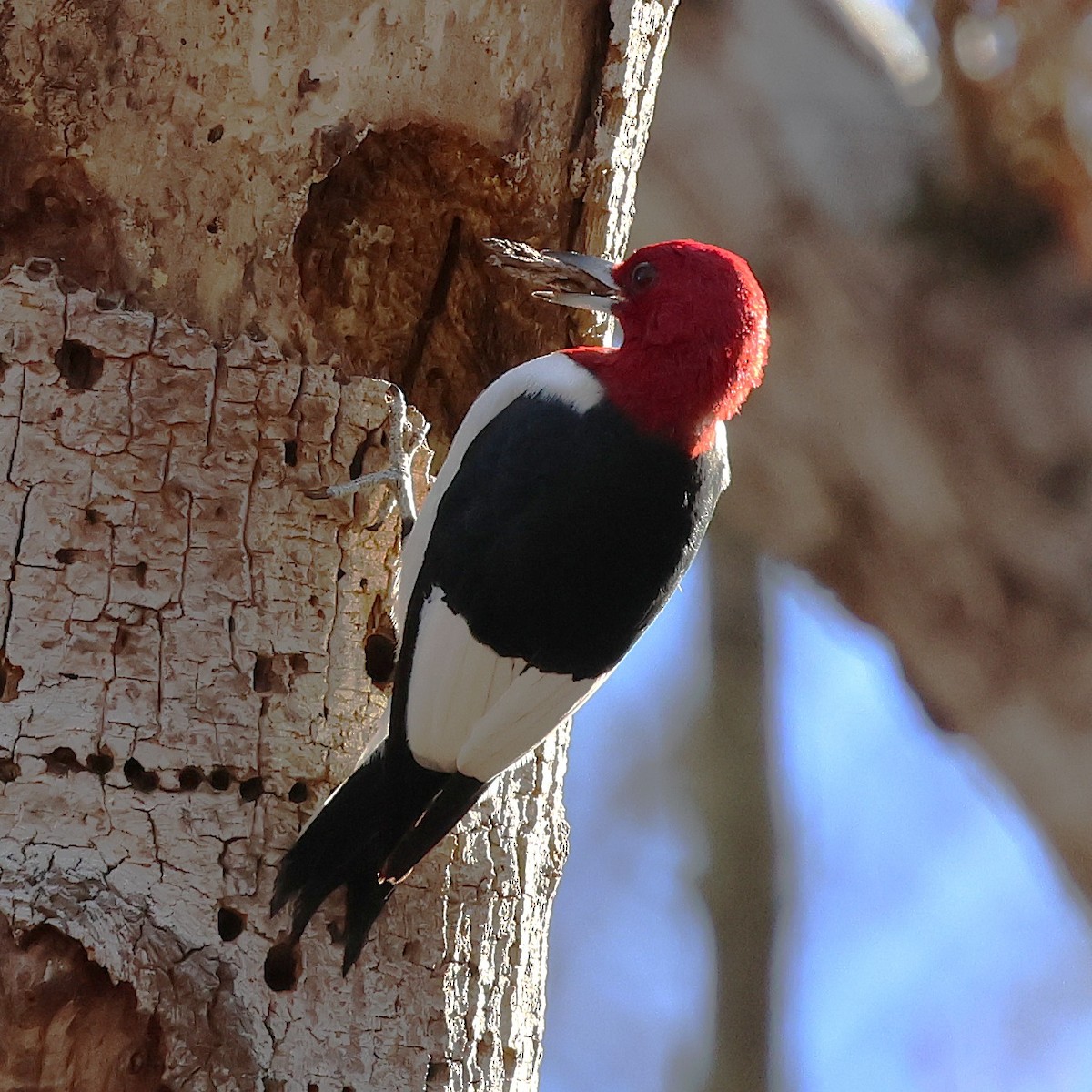 Red-headed Woodpecker - ML645916726