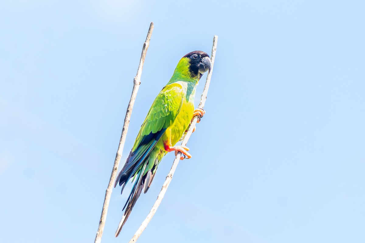 Nanday Parakeet - ML645916728