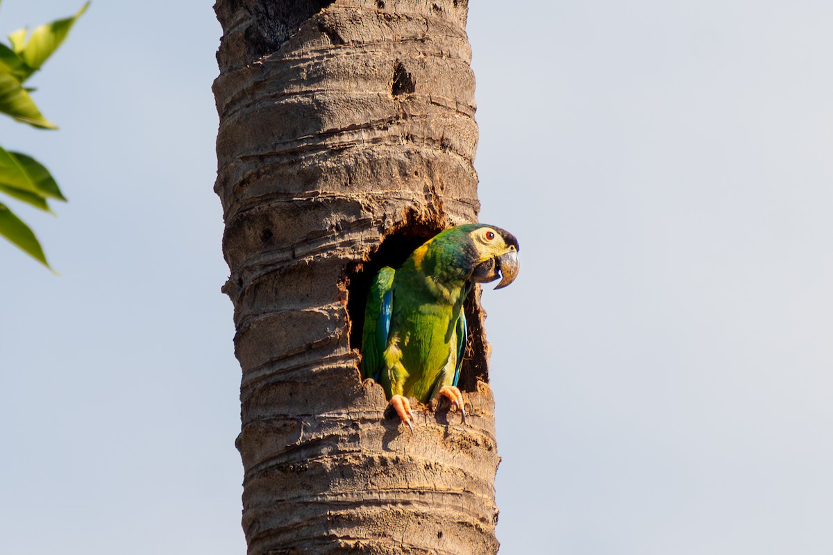 Yellow-collared Macaw - ML645916731