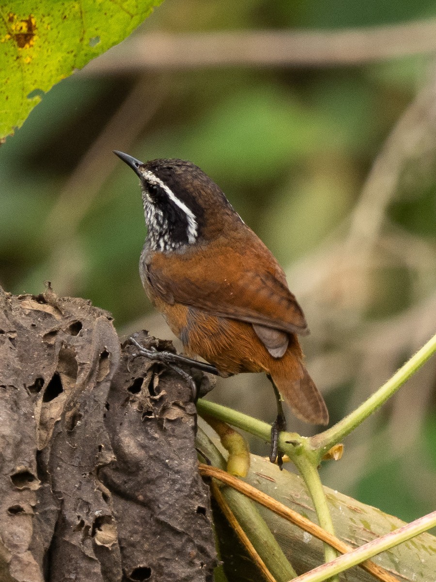 Gray-breasted Wood-Wren - ML645916736