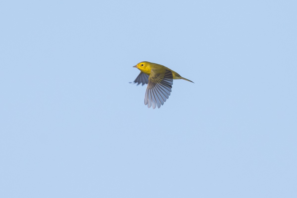 Wilson's Warbler - ML645916737