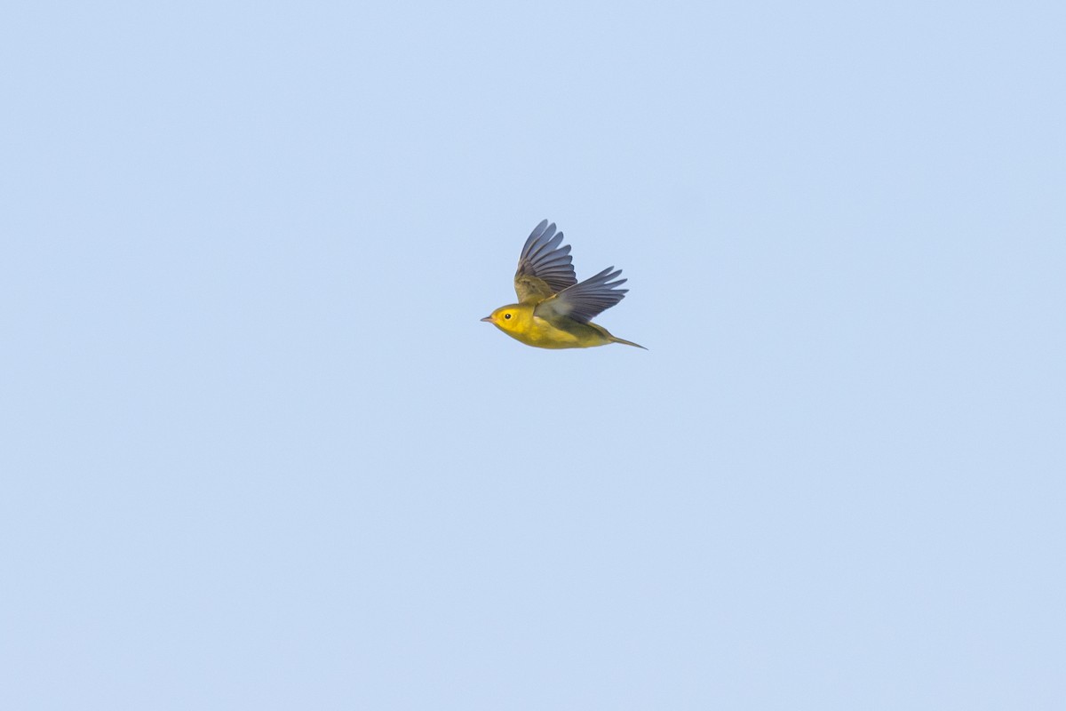 Wilson's Warbler - ML645916738