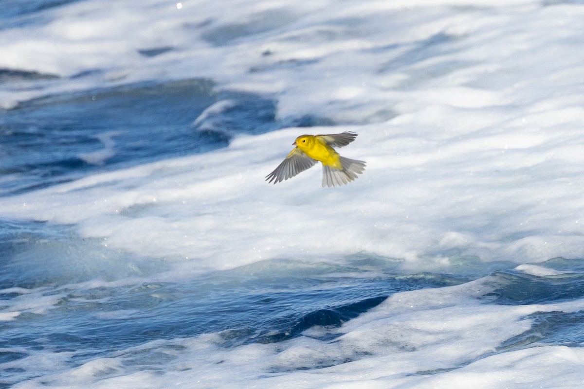 Wilson's Warbler - ML645916739