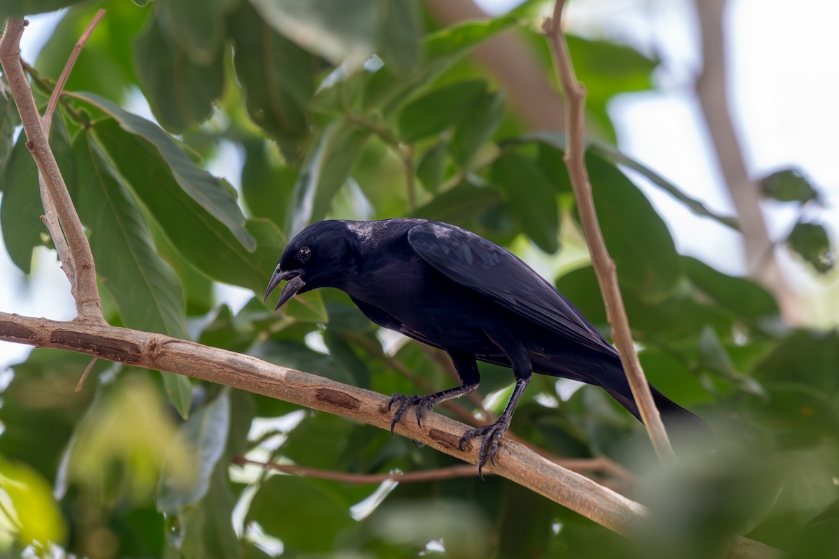 Screaming Cowbird - ML645916741