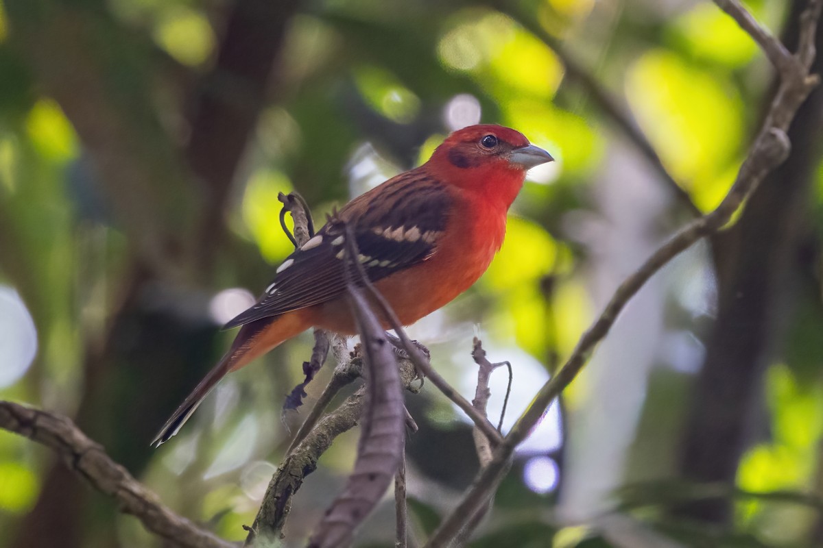 Flame-colored Tanager - ML645916742