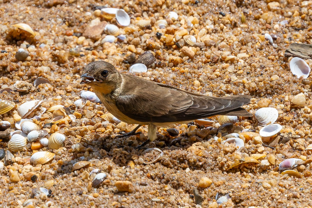 Southern Rough-winged Swallow - ML645916743