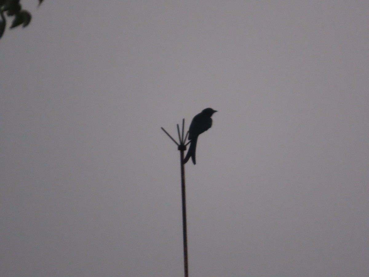 drongo sp. - ML645916744