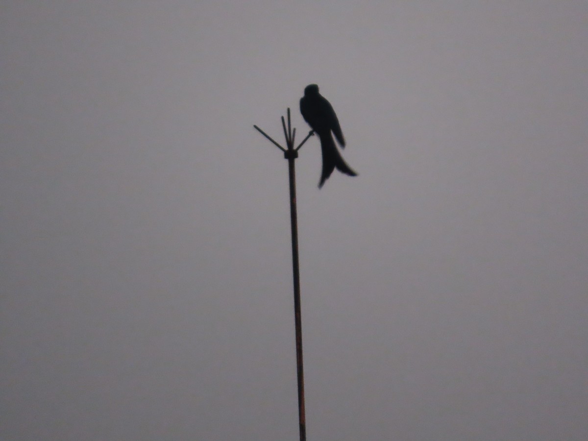drongo sp. - ML645916745