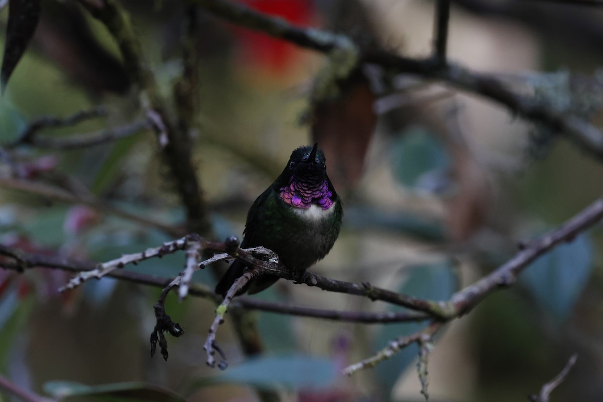 Amethyst-throated Sunangel - ML645916746