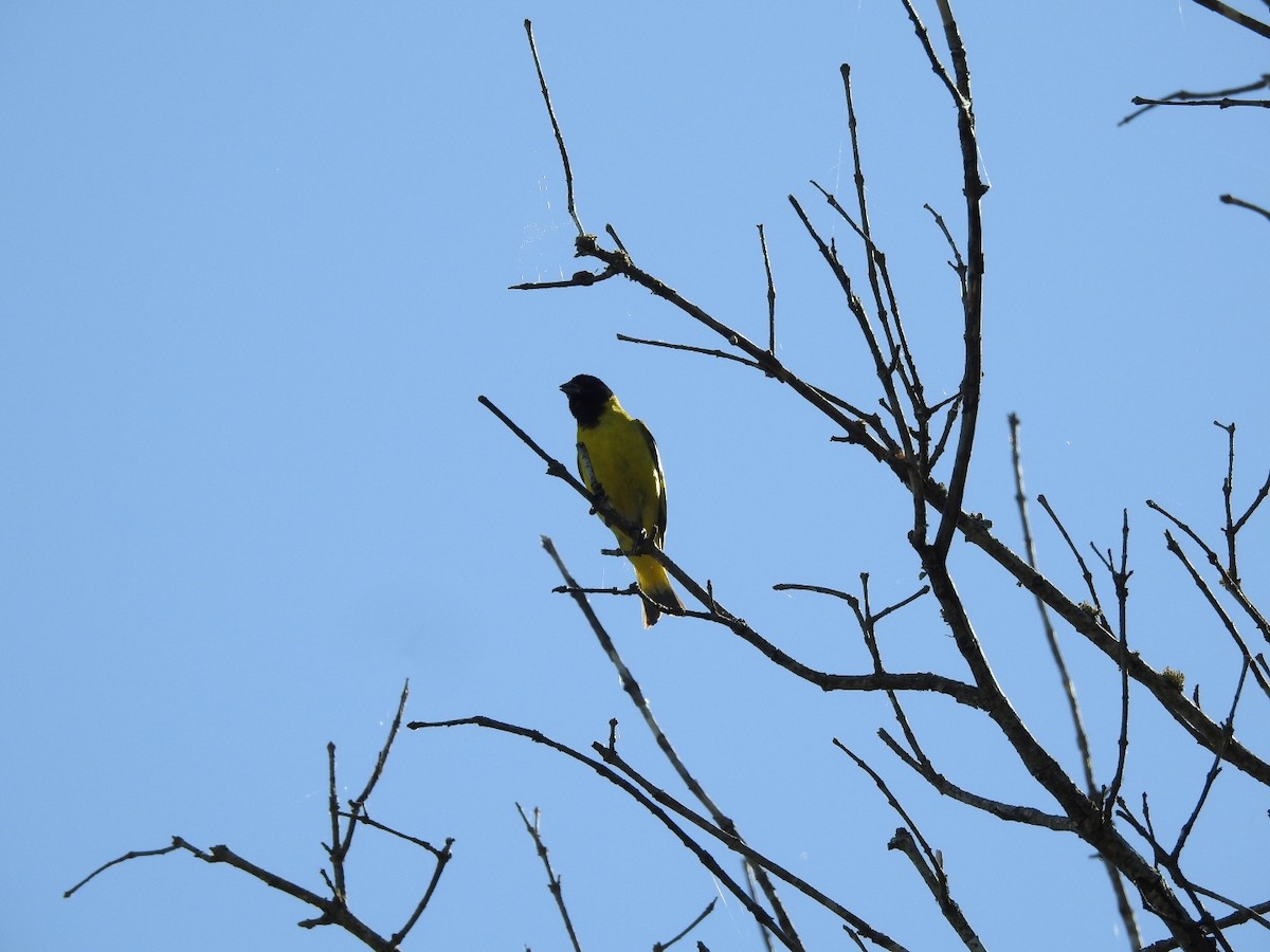 Hooded Siskin - ML645916748