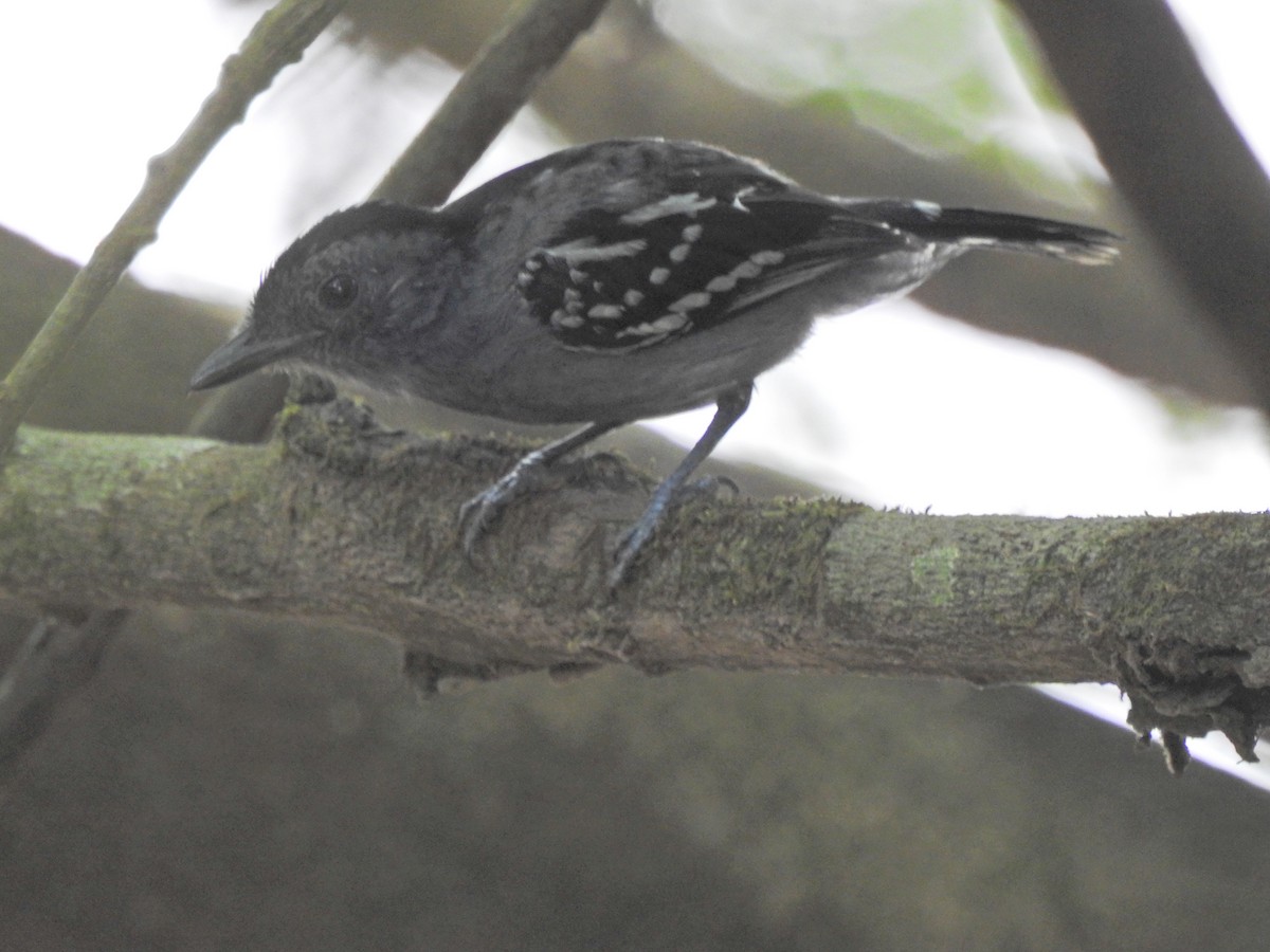 Amazonian Antshrike - ML645916749