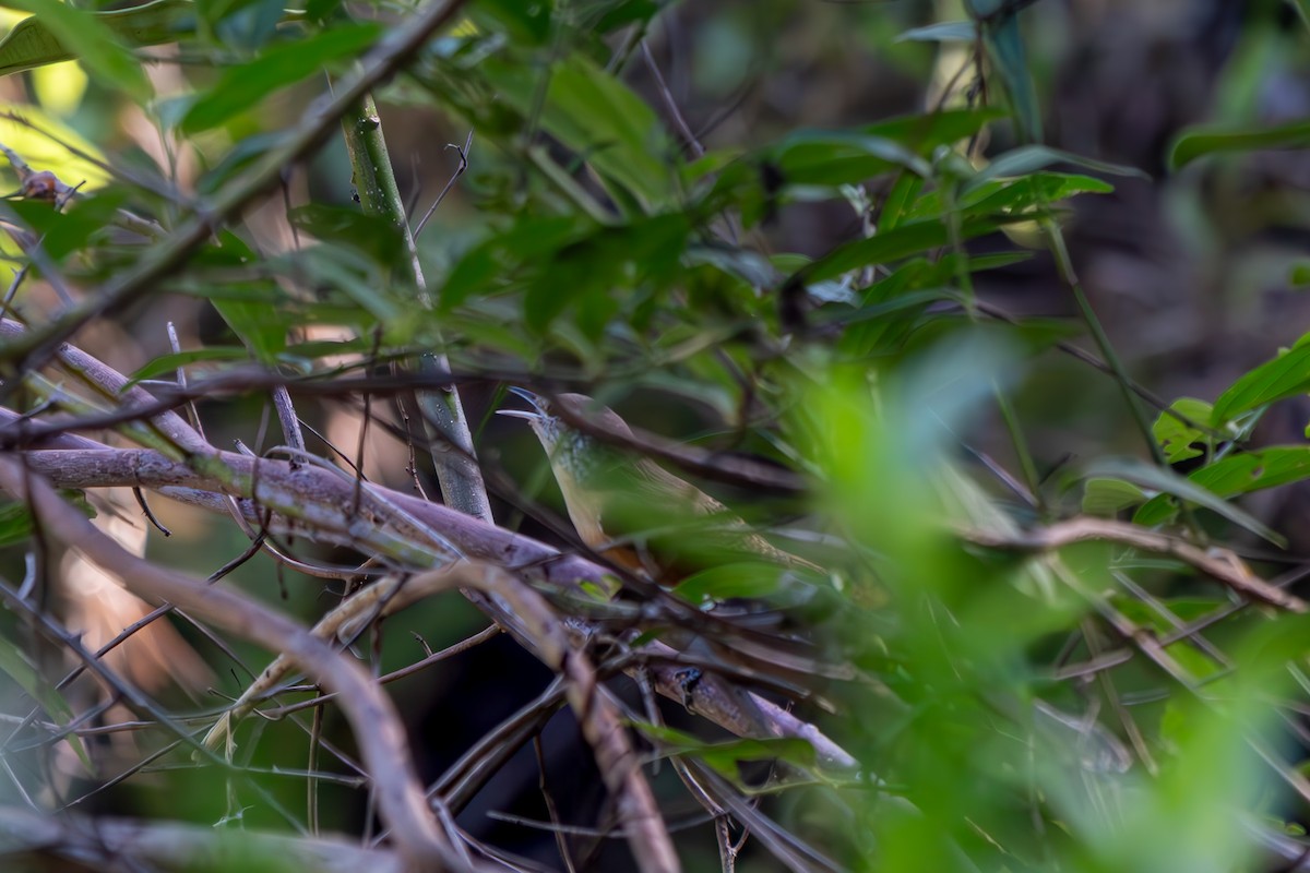 Buff-breasted Wren - ML645916750