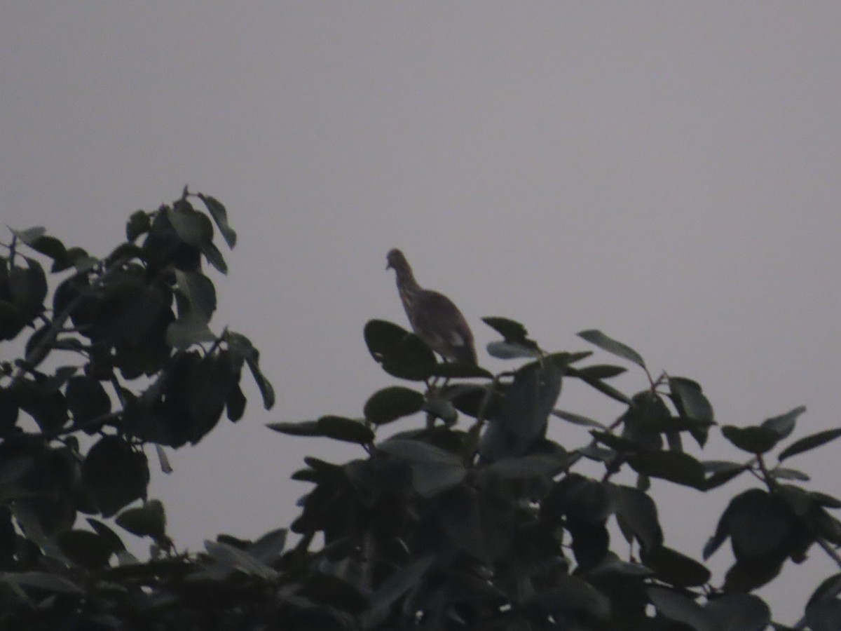 Indian Pond-Heron - ML645916751