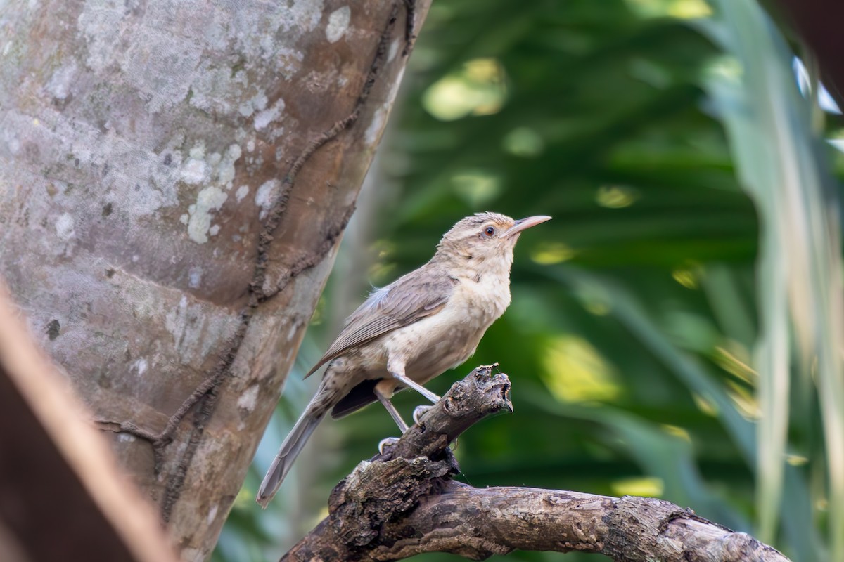 Thrush-like Wren - ML645916752