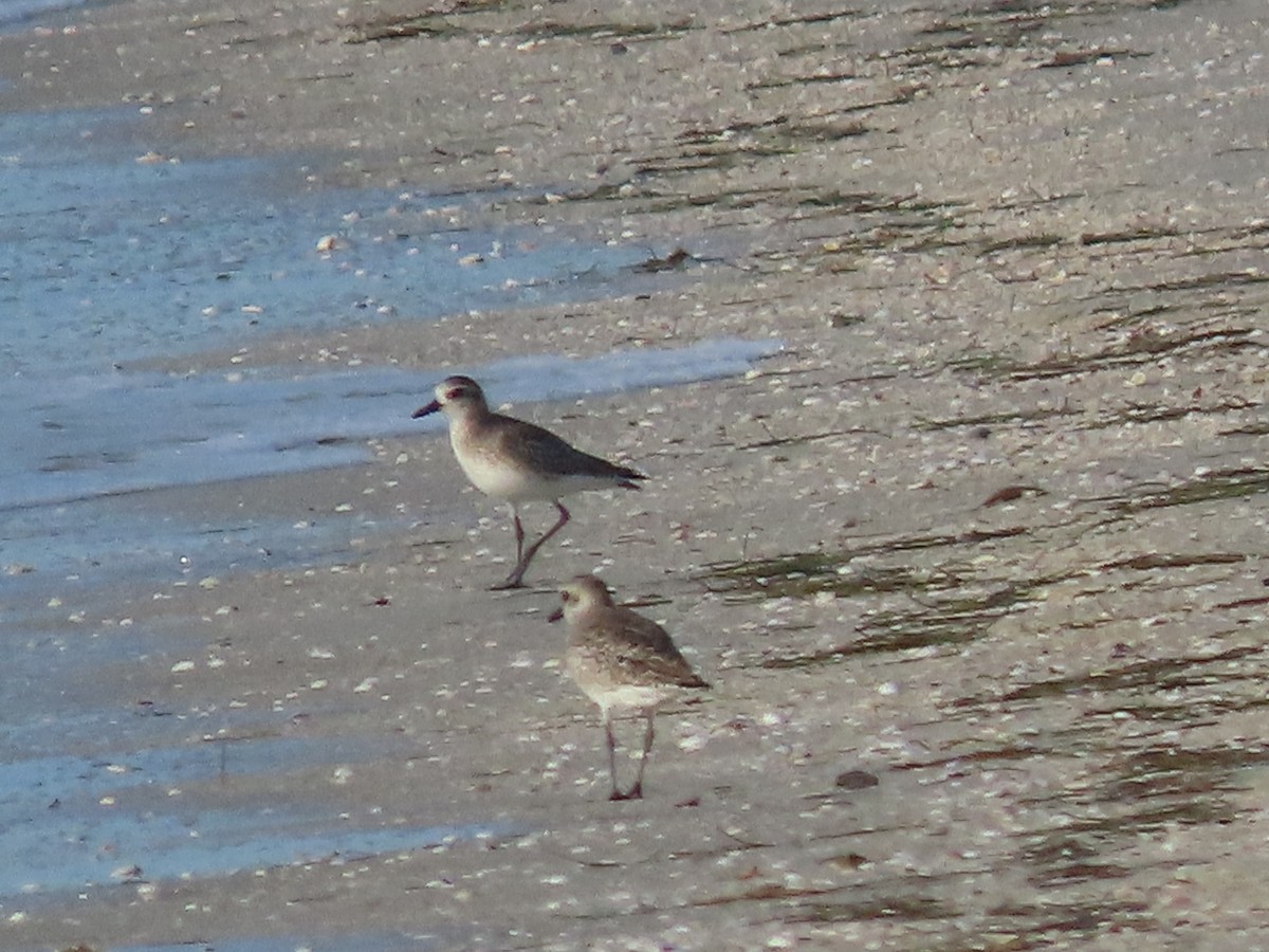 American Oystercatcher - ML645916753