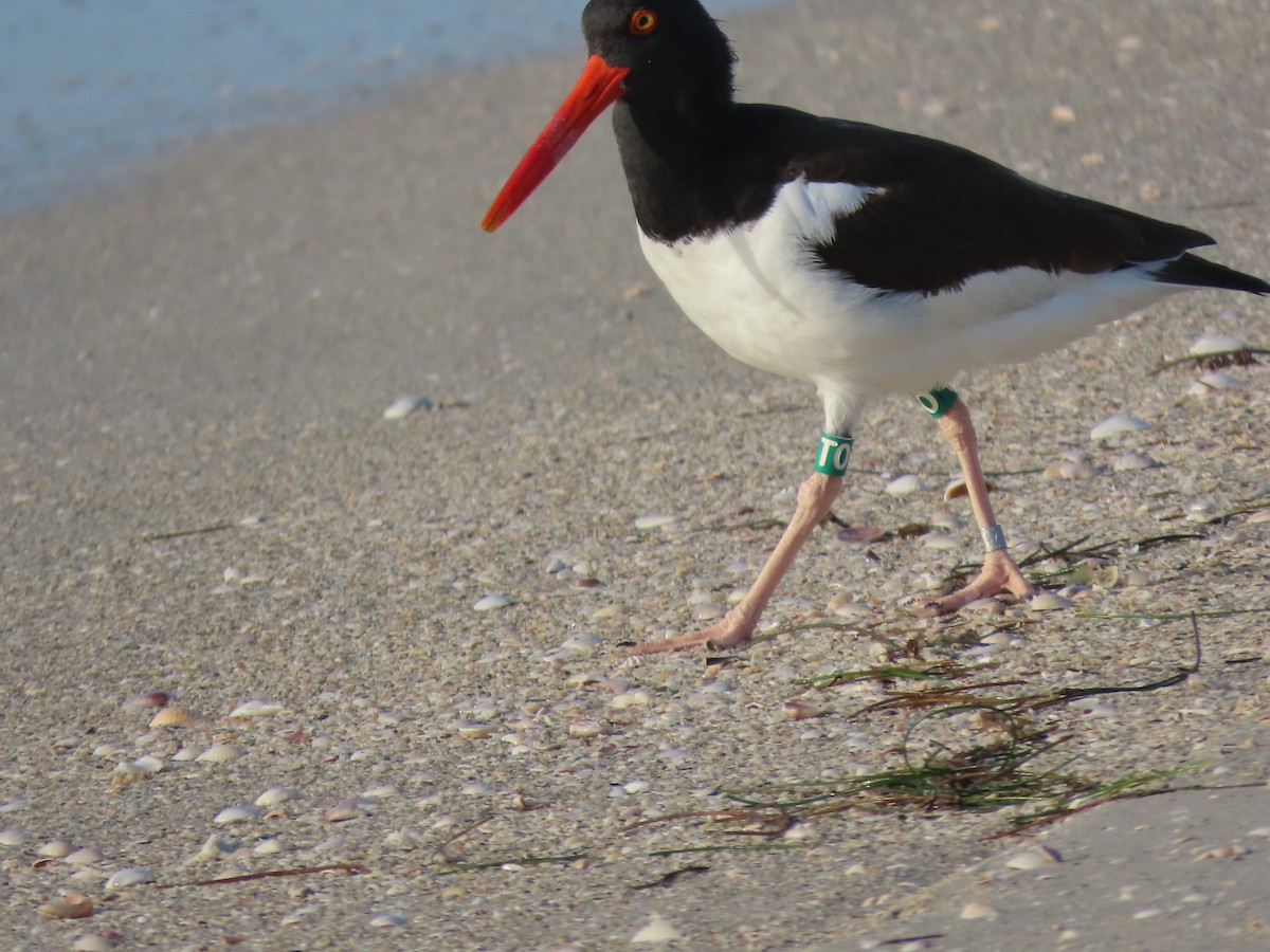American Oystercatcher - ML645916754