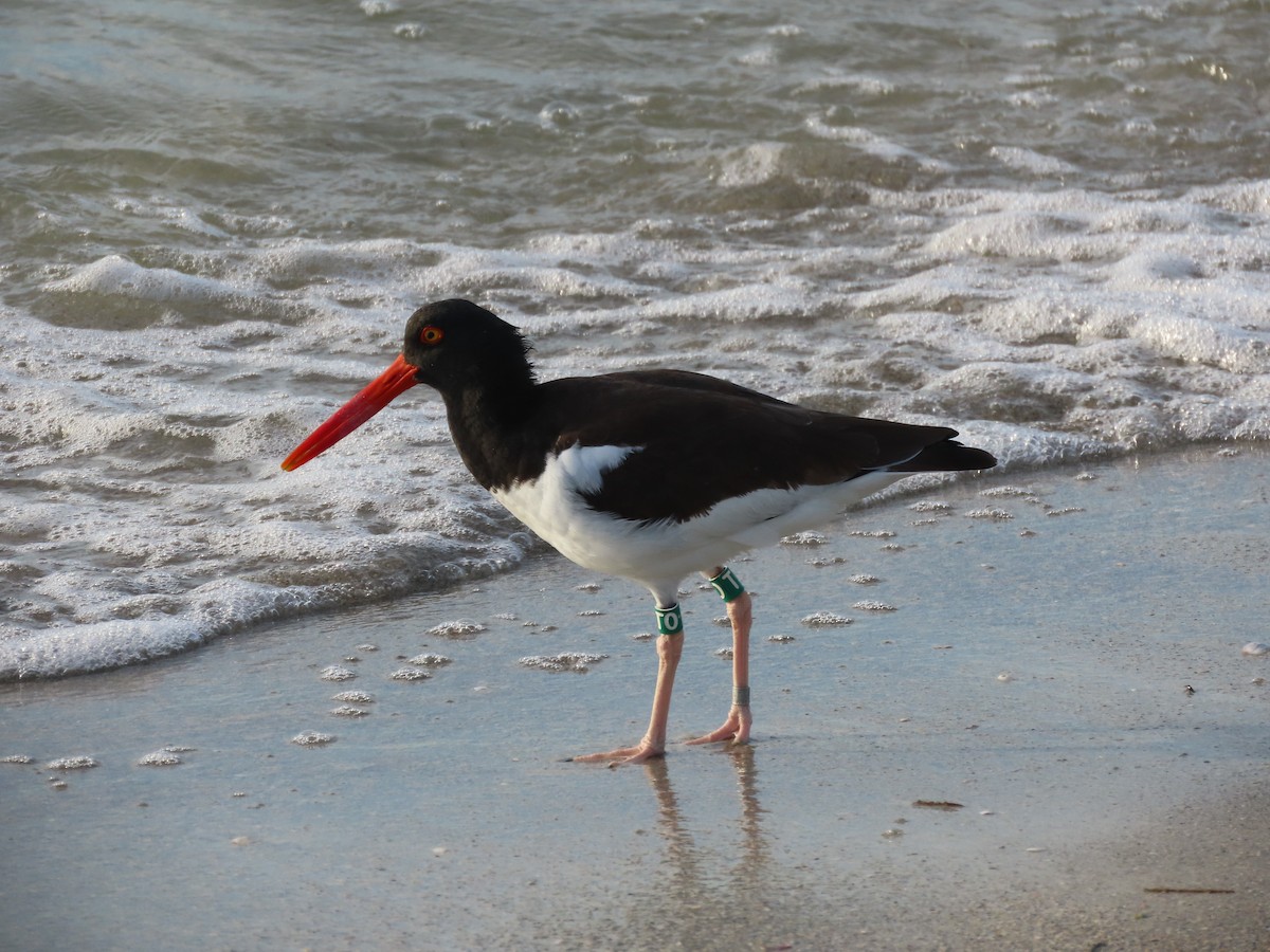 American Oystercatcher - ML645916755
