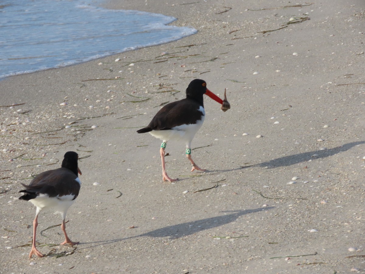 American Oystercatcher - ML645916756