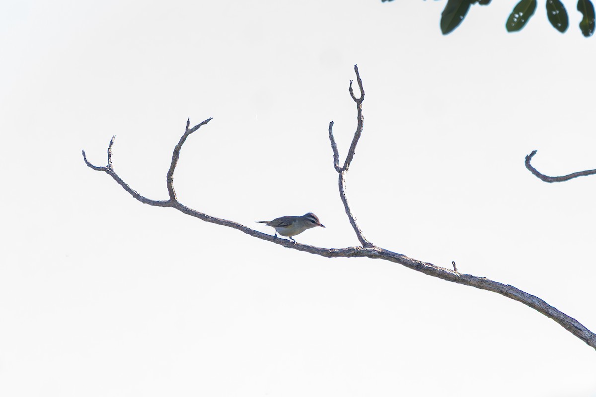 Chivi Vireo - ML645916757