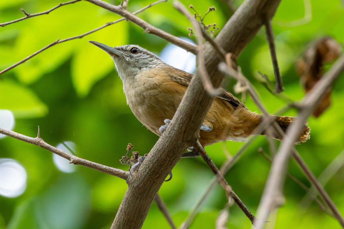 Buff-breasted Wren - ML645916758