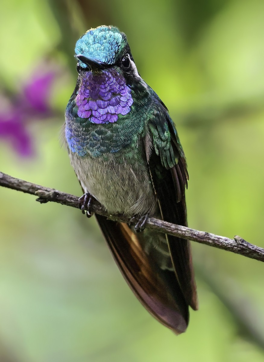 Purple-throated Mountain-gem - ML645916764