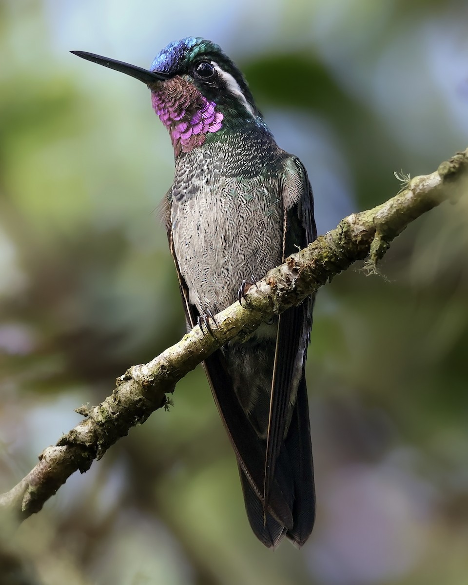 Purple-throated Mountain-gem - ML645916765