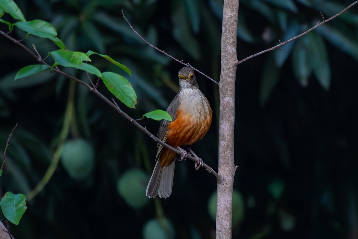 ナンベイコマツグミ - ML645916766