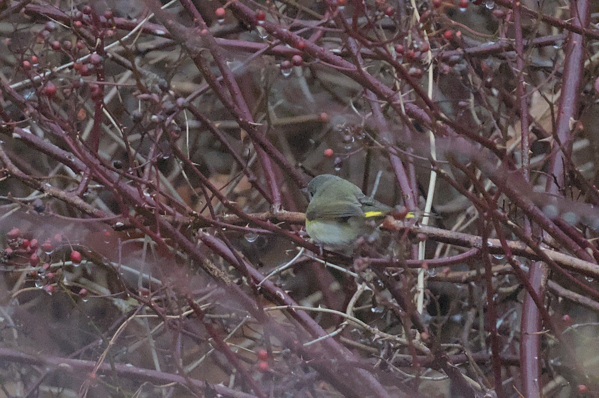 American Redstart - ML645916767