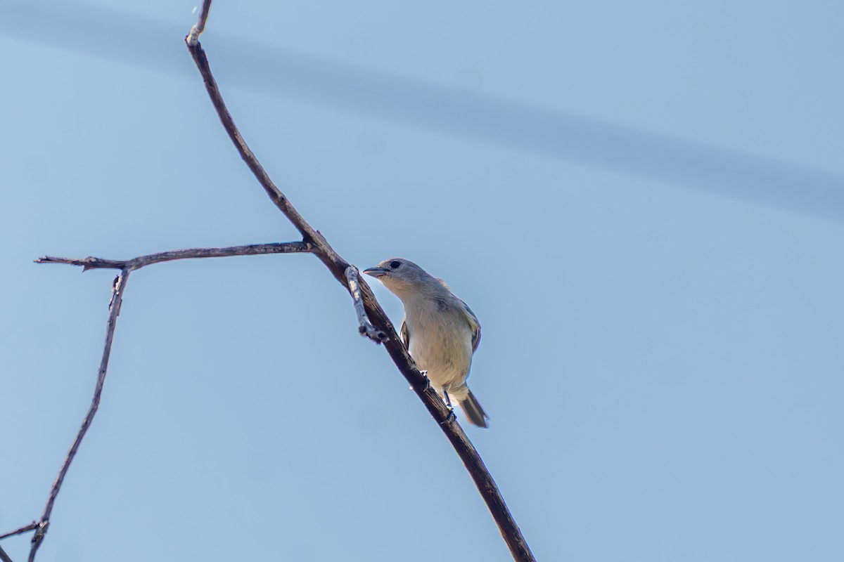 ハイガシラソライロフウキンチョウ - ML645916783