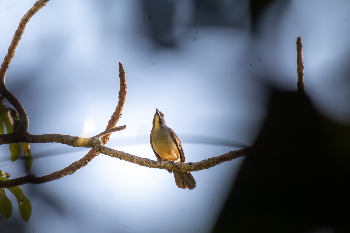 Bluish-gray Saltator - ML645916787