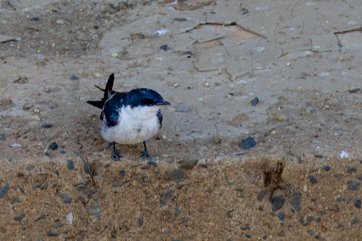 White-winged Swallow - ML645916790