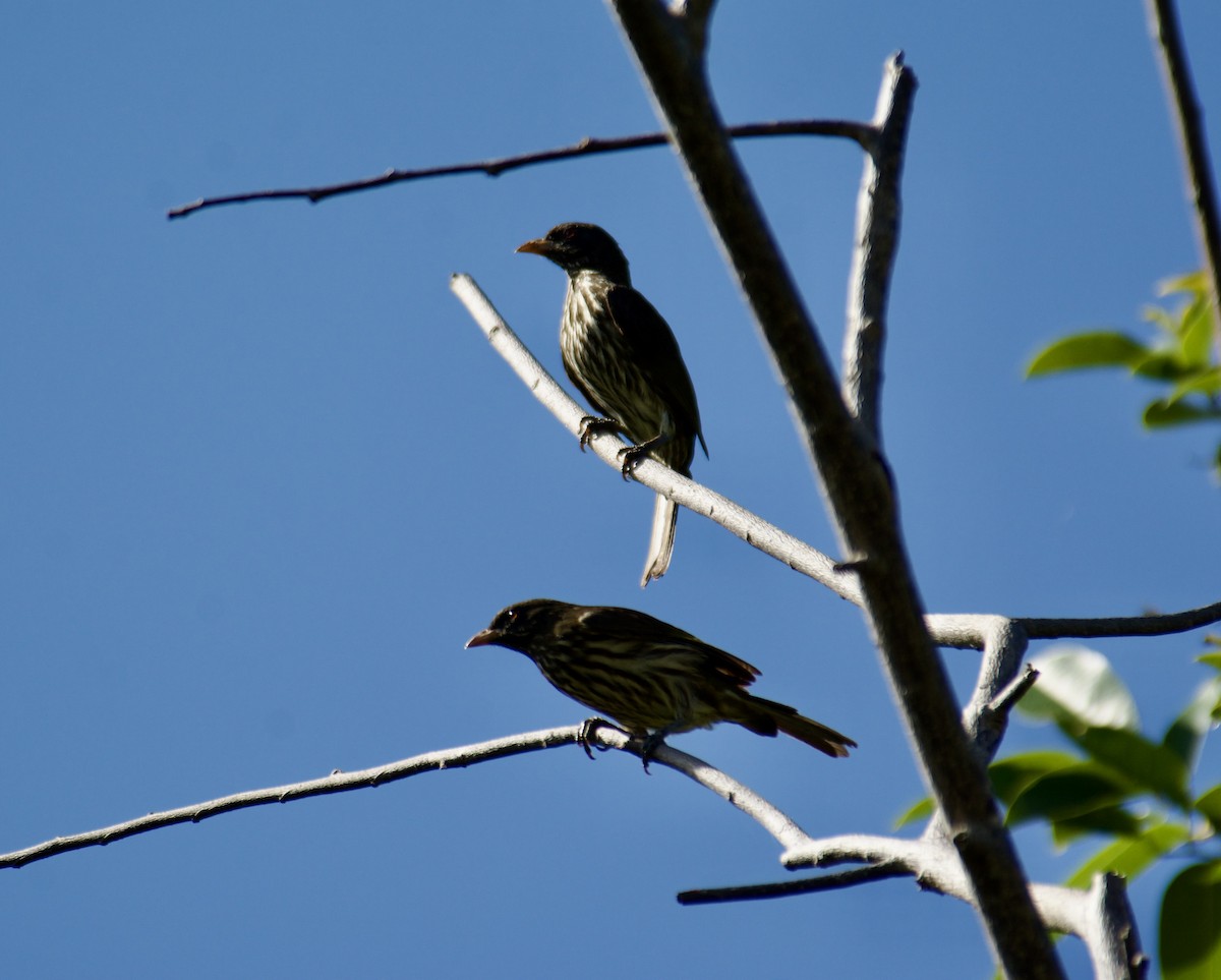 Palmchat - ML645916797