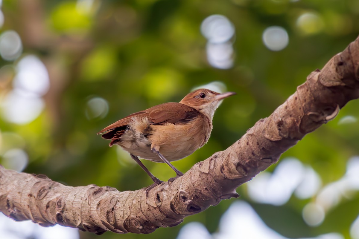 セアカカマドドリ - ML645916798