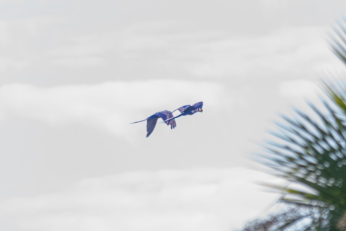 スミレコンゴウインコ - ML645916799