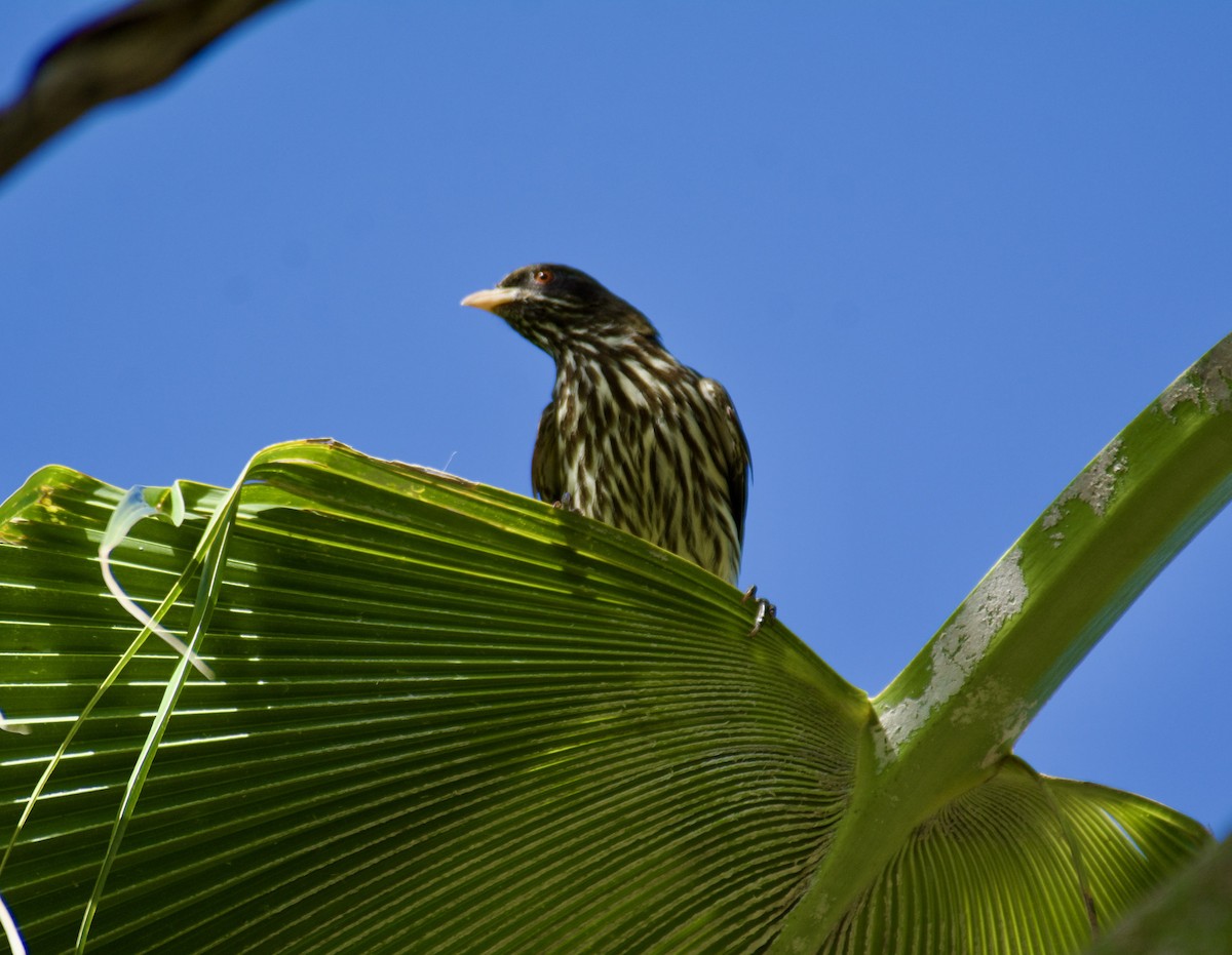 Palmchat - ML645916802