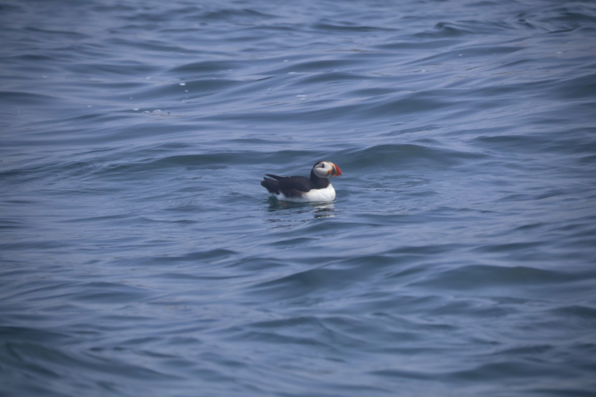 Denizpapağanı - ML645916807