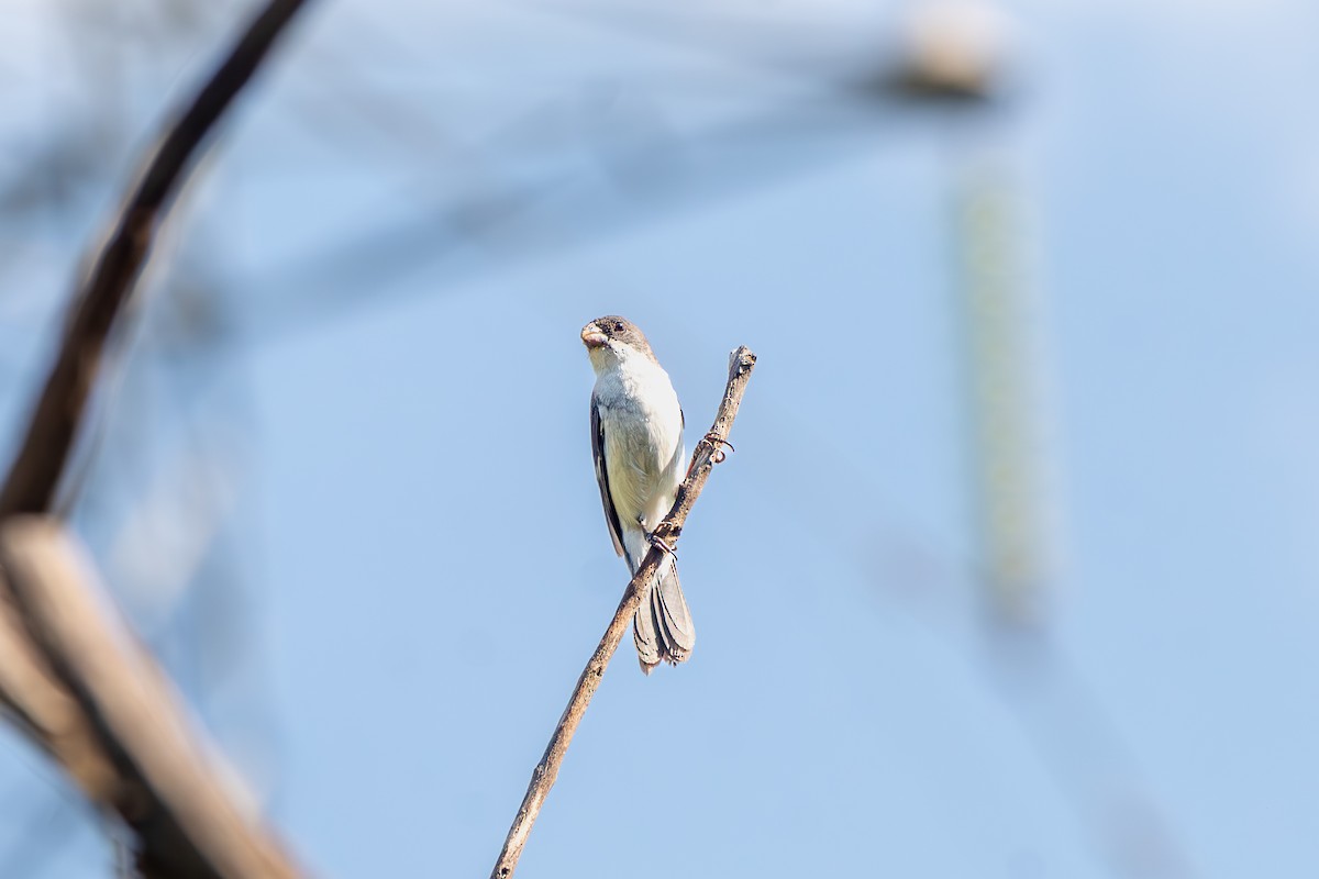 シロハラヒメウソ - ML645916808