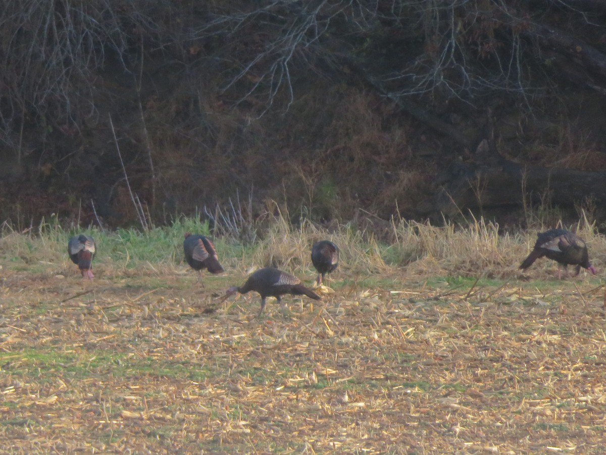 Wild Turkey - ML645916814