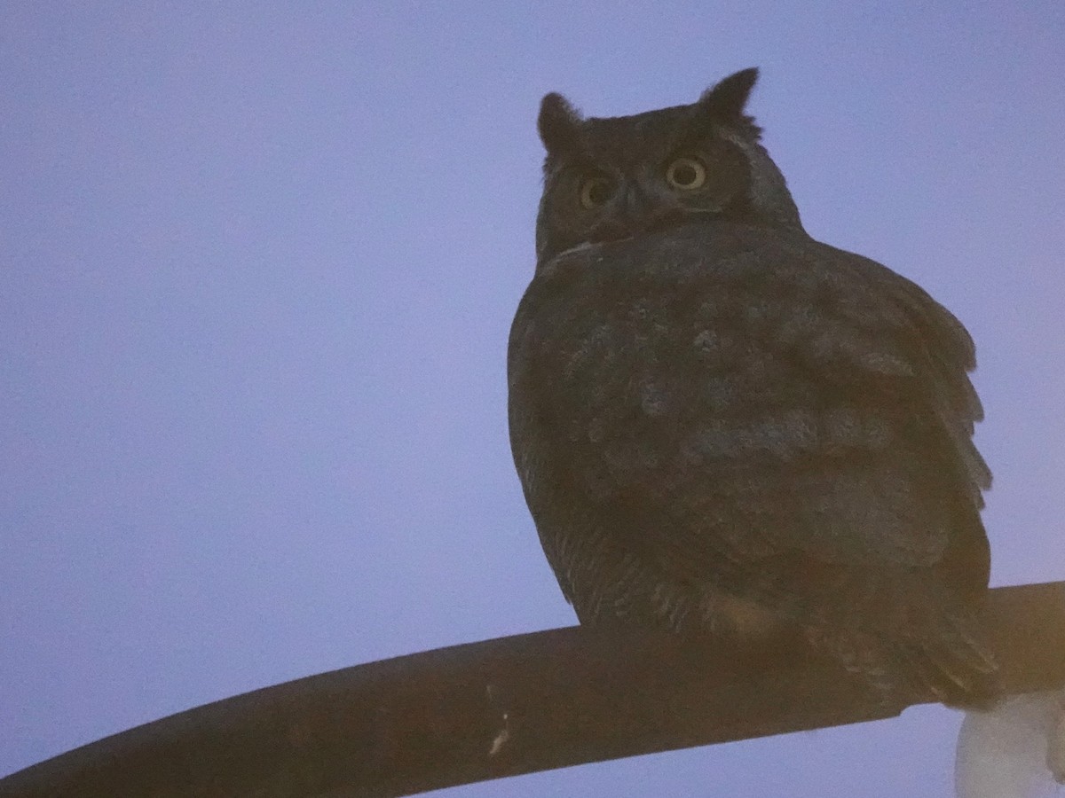 Great Horned Owl - ML645916818