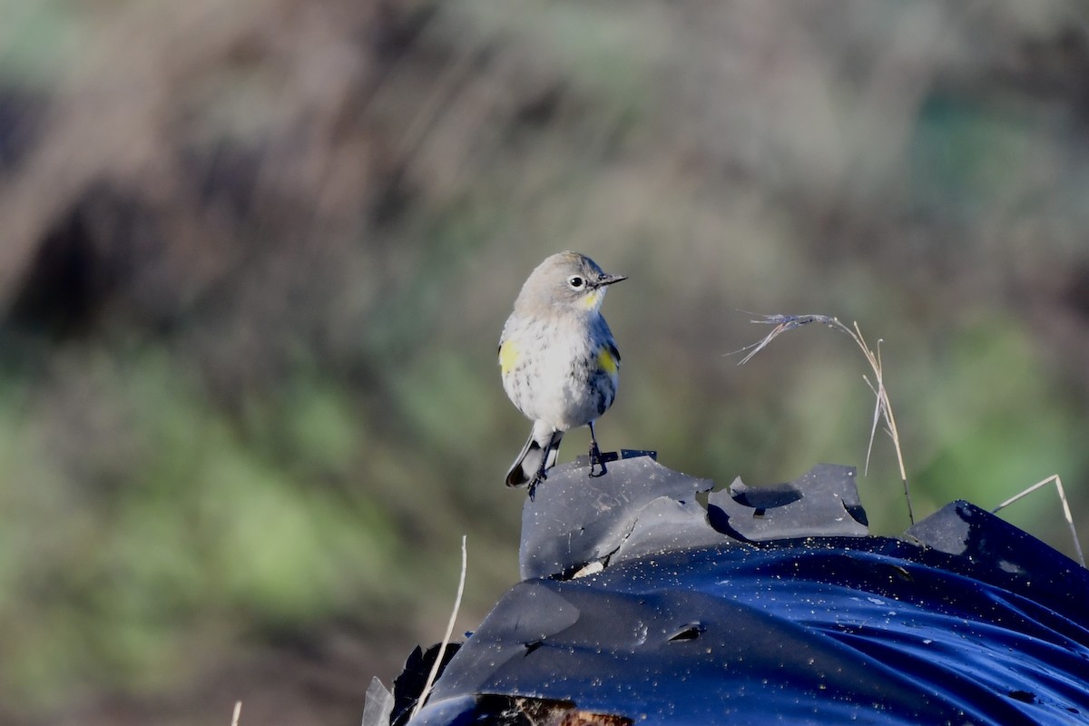 Yellow-rumped Warbler - ML645916825