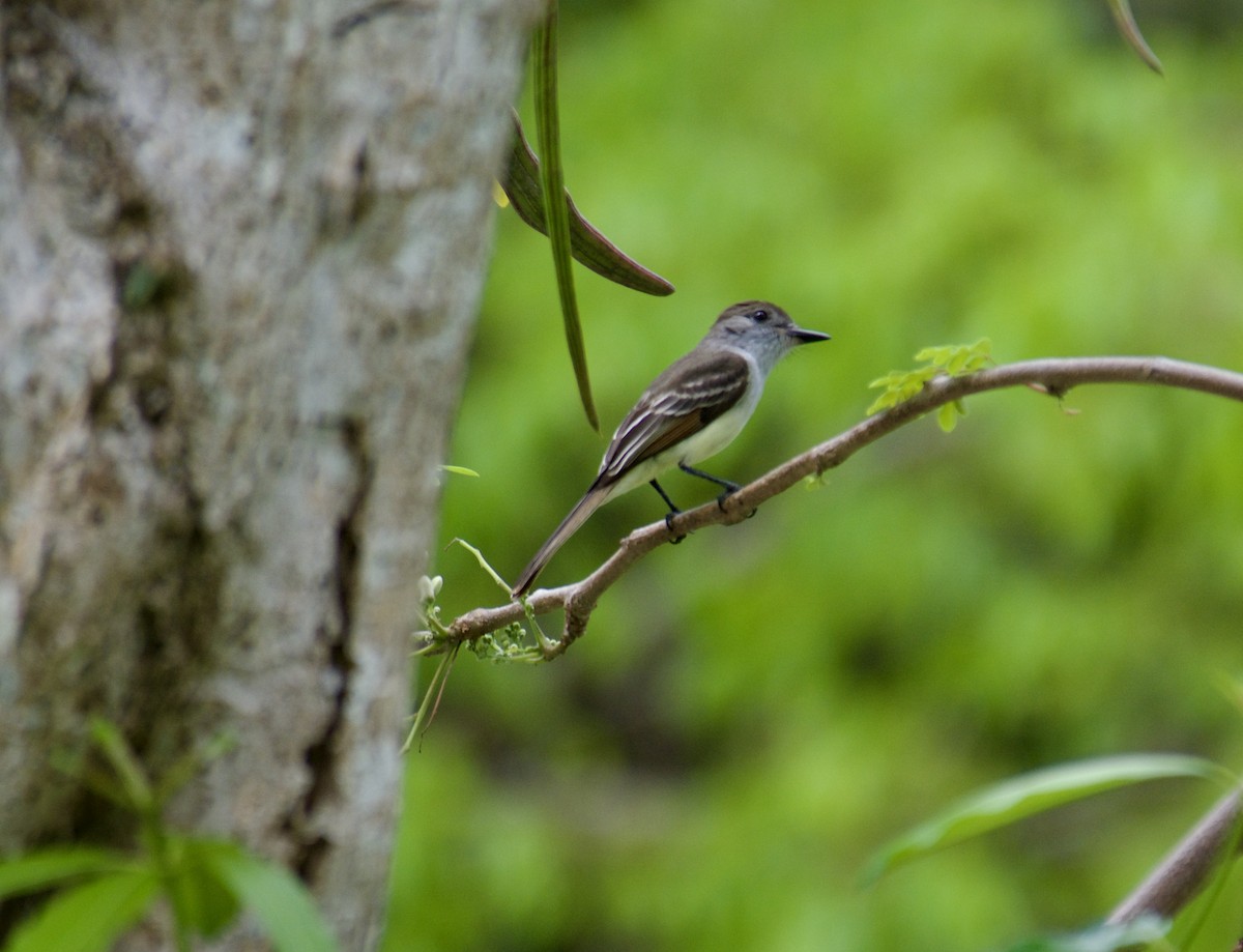 Stolid Flycatcher - ML645916827