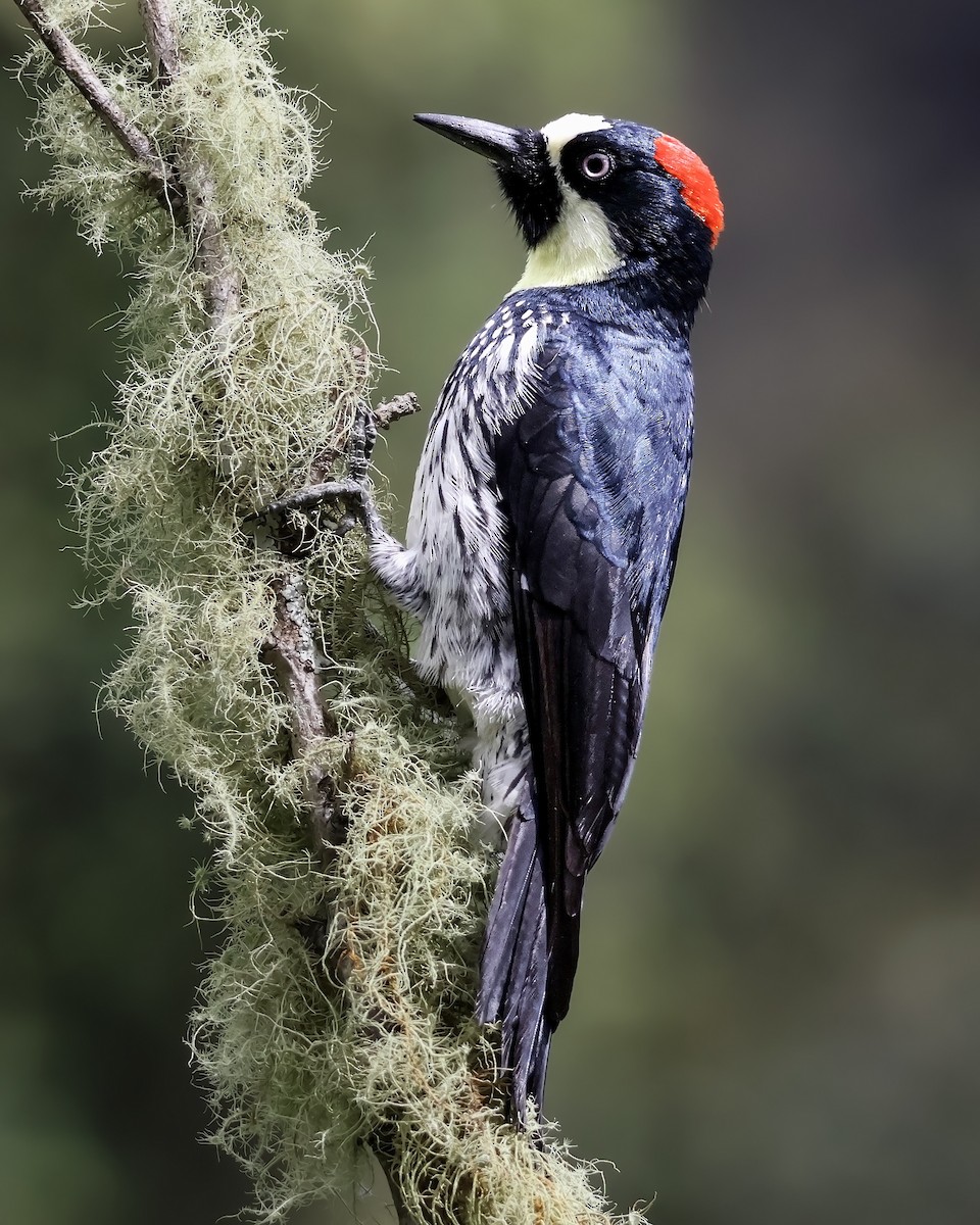 Acorn Woodpecker - ML645916841
