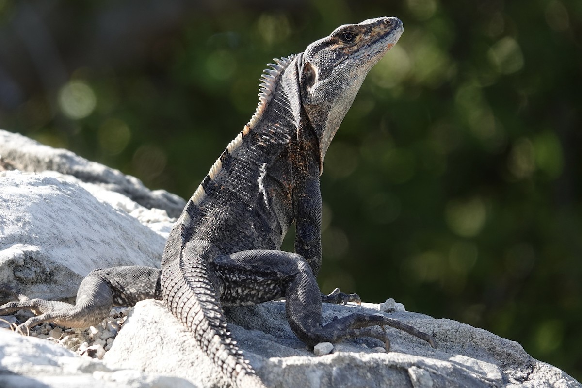 Black Spiny-tailed Iguana - ML645916842