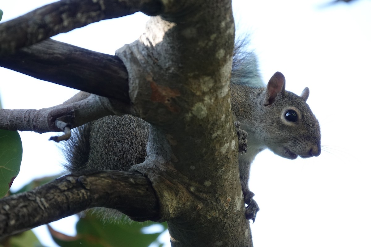 Tree Squirrels - ML645916844