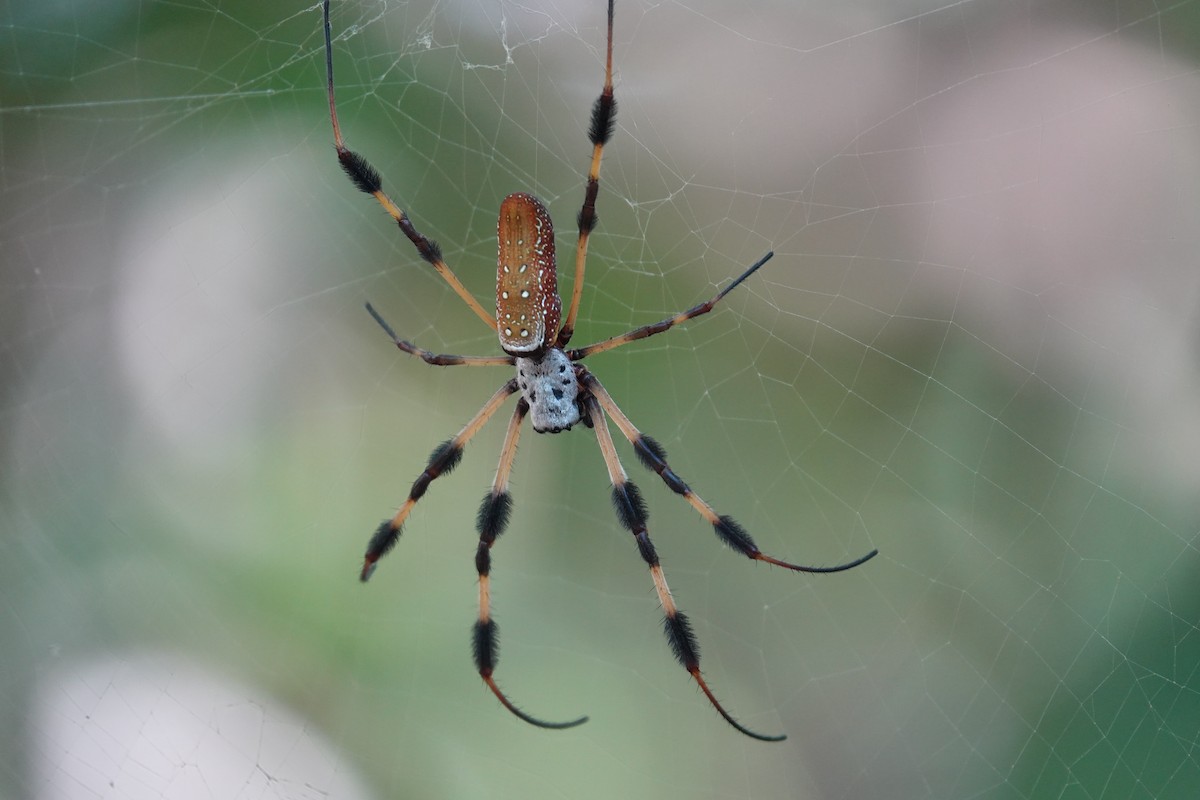 Golden Orbweavers - ML645916845