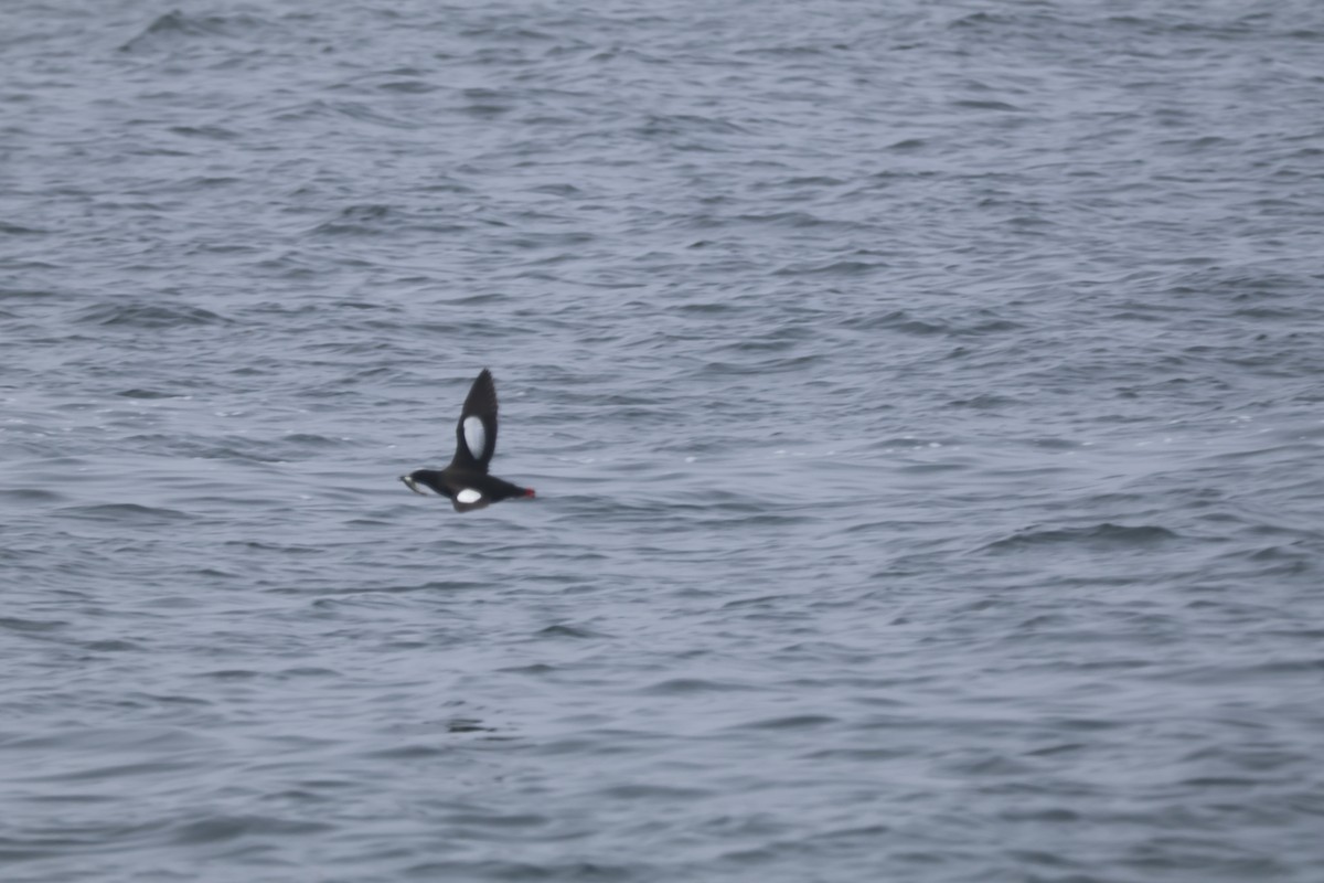 Kara Alk - ML645916846