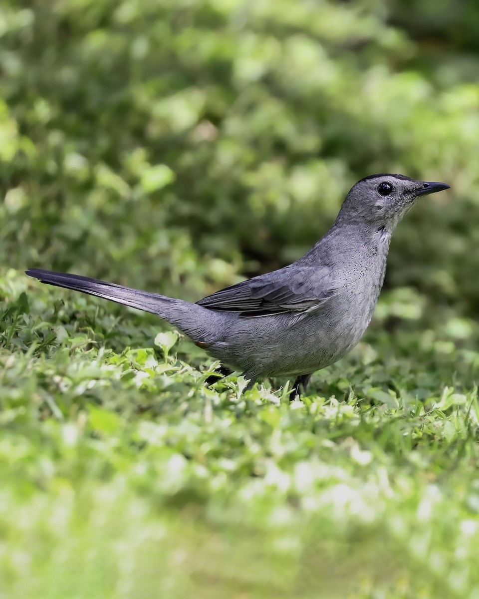 Gray Catbird - ML645916851