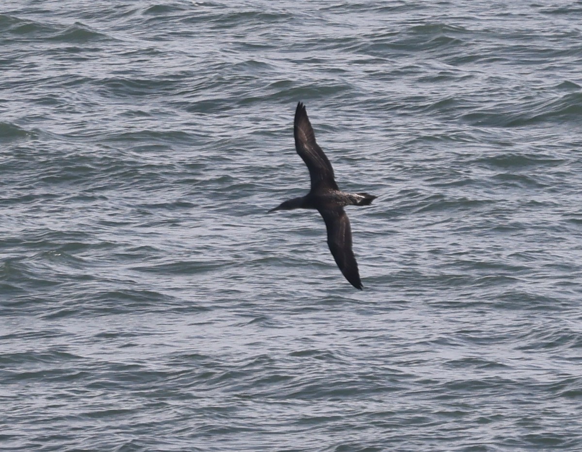 Northern Gannet - ML645916854