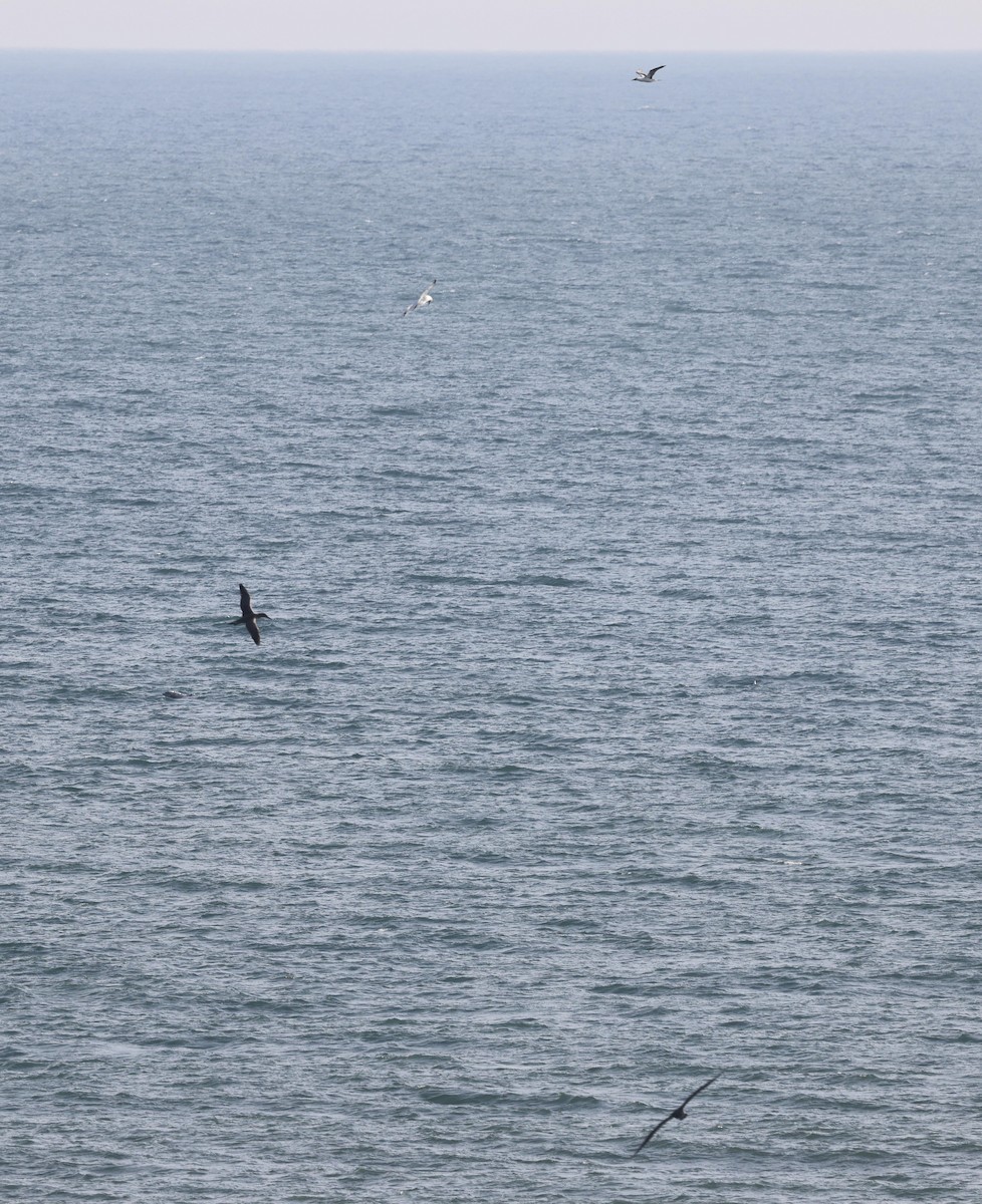 Northern Gannet - ML645916855